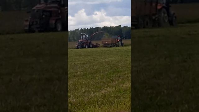 сенокос 2023 в смиркине