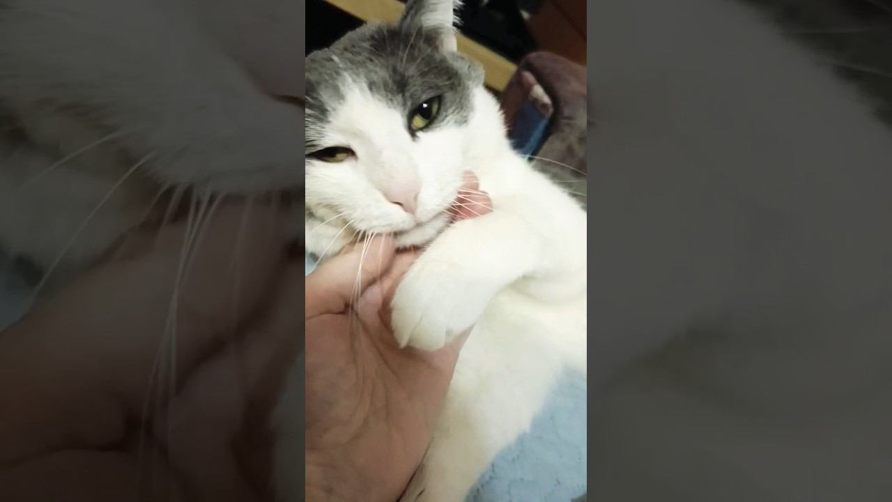 Ты мне нравишься#котики #красавец #мурзик #лайк #питомец #кот #любовь #добро #нравится #люблю смотреть онлайн