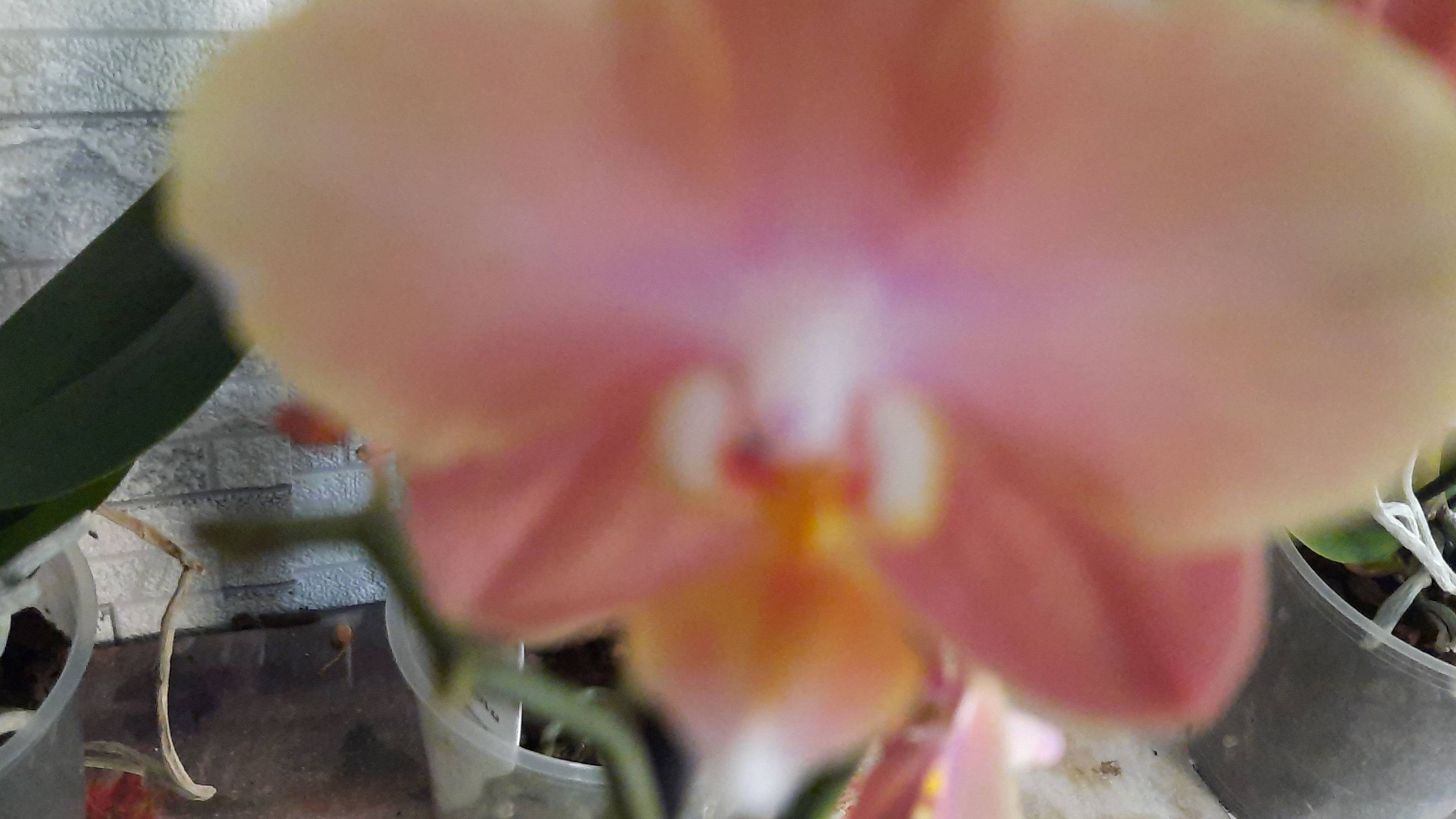 Ирина Цветики смотреть онлайн