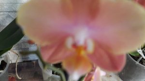 Ирина Цветики