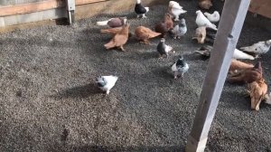 Узбекские бойные гребуны и Таджикские Голуби в Вольере