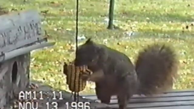 1996 11 13 Backyard Squirrel смотреть онлайн