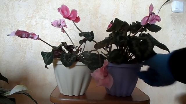 Цикламены в домашних условиях. Особенности выращивания и цветения. смотреть онлайн