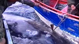 Охота на кита(эпизод #2). Чукотка. Россия./Whale Hunt (episode #2). Chukotka. Russia. 2002.