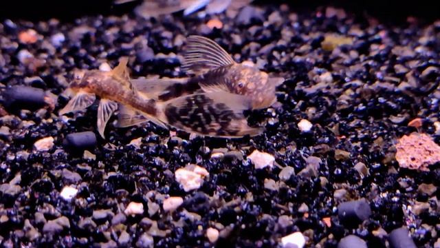 Анциструс леопард вуалевый / Ancistrus Dolichopterus Leopard Long Fin