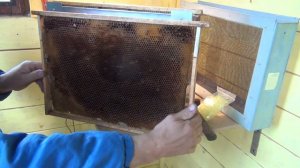 Система Никот для вывода маток своими руками.