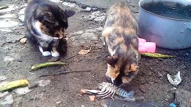 Рак за лапу кошку цап ))) смотреть онлайн