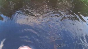 Прёт золото.Поисковые грабли нашли золото.???