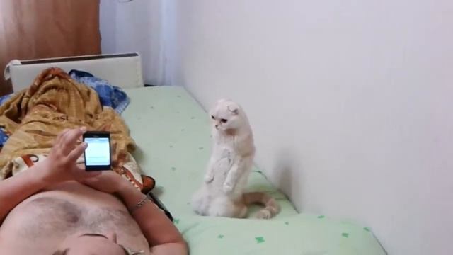 реакция котэ на гимн РФ смотреть онлайн
