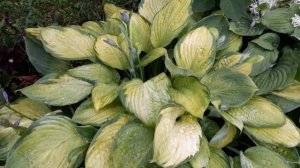 #hosta #хоста / Хоста гибридная   Голд Стандарт (лат. hosta Gold Standard). Экспресс обзор