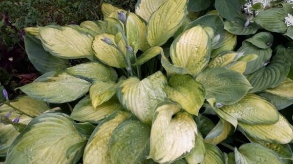 #hosta #хоста / Хоста гибридная Голд Стандарт (лат. hosta Gold Standard). Экспресс обзор