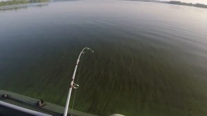 Квокеры-1. Моя первая рыбалка и сразу удача. Вываживание сома на 40 кг. Река Волга.