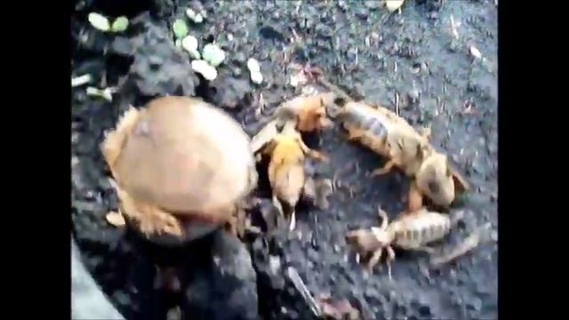 Действие отравы на медведку, результат. смотреть онлайн