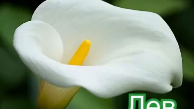 ГОРОСКОП. ЦВЕТЫ ? КТО ТЫ ПО ЗНАКУ ЗОДИАКА??? смотреть онлайн