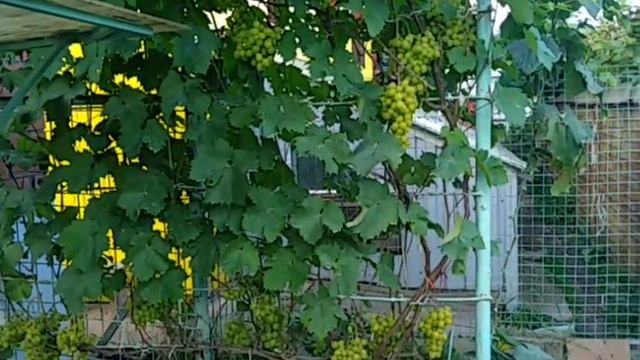 Виноград Подмосковья 29.08.2020, развитие кустов и урожая в открытом грунте смотреть онлайн