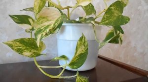 СЦИНДАПСУС  золотистый уход ЭПИПРЕМНУМ