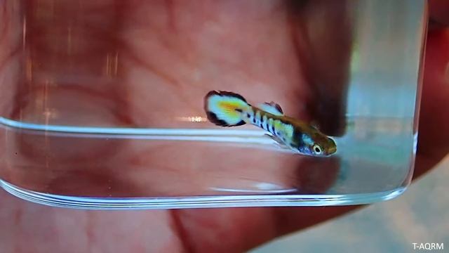 Yellow tiger endler-guppy hybrid смотреть онлайн