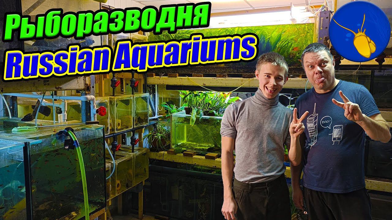 Выставка аквариумных рыбок. Подготовка. В гостях у Русских Аквариумов смотреть онлайн