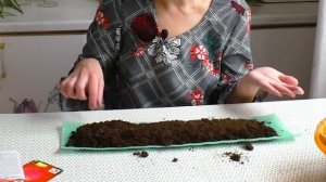 Посев семян в улитку на рассаду. Максимальный урожай и как избежать ошибки.