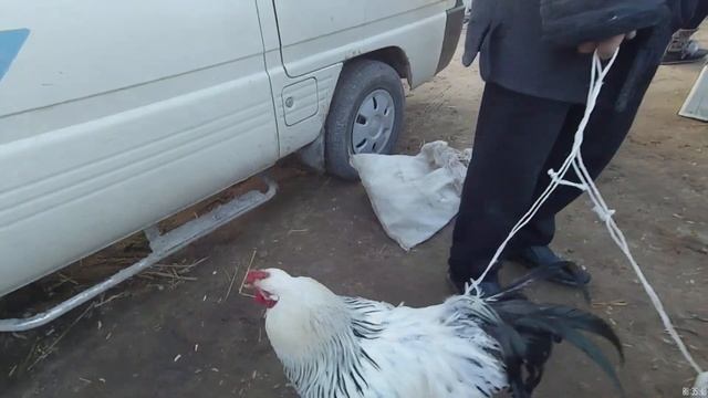 Хуроз товук курка (индюк) нархлари Урганч \ Urganch Parranda Bozori #urganch