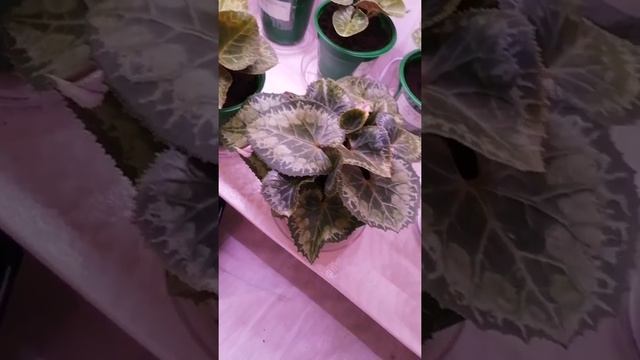 Цикламены. Пересадка оставшихся цикламенов. смотреть онлайн