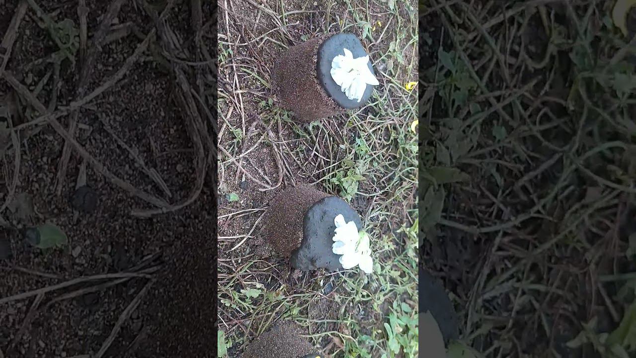 кексики смотреть онлайн