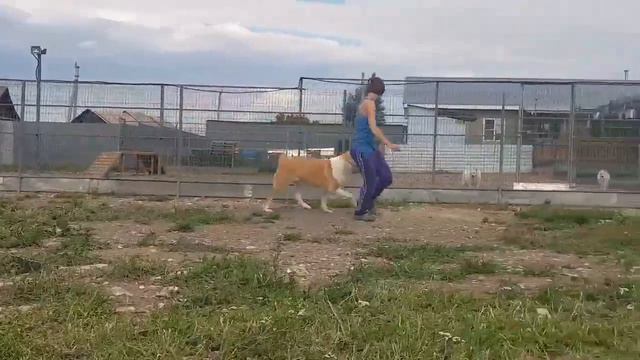 Собаки нашего питомника -  Алтын - Http://www.beliy-lekar.ru