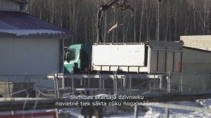 Африканская чума свиней – анатомия болезни