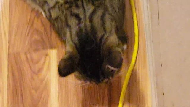 Moth vs. 2 cats смотреть онлайн