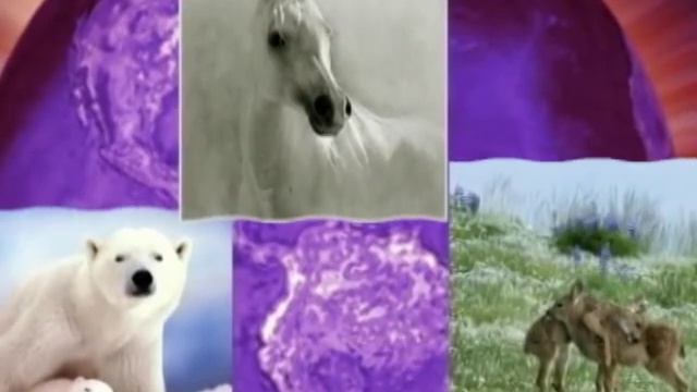 Ho'oponopono Meditation смотреть онлайн