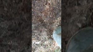 Как собрать землю в лесу на голубику, и что именно нужно собирать