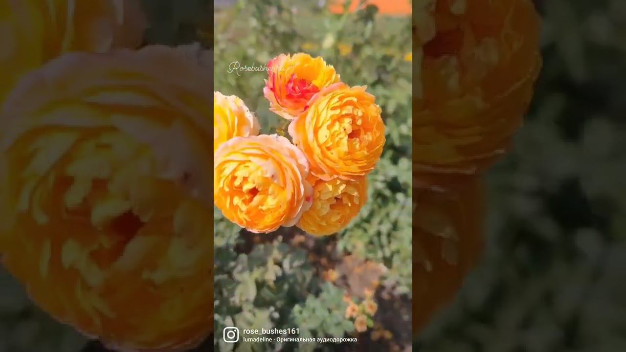 Розоман Жанон rosebushes.ru смотреть онлайн