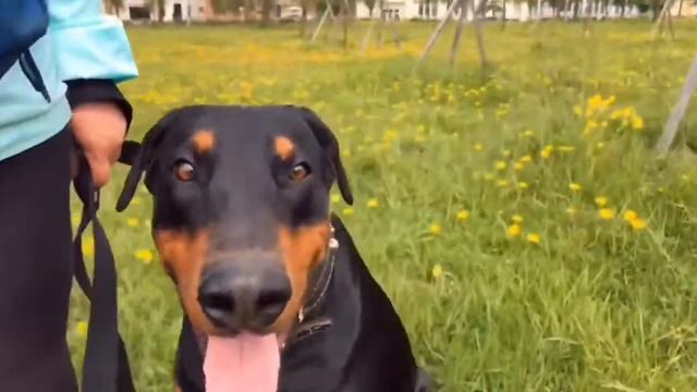 Групповая дрессировка в СПб. Купчино смотреть онлайн