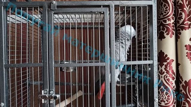 Попугай матерится на кота и говорит с хозяином 5.02.2023 смотреть онлайн