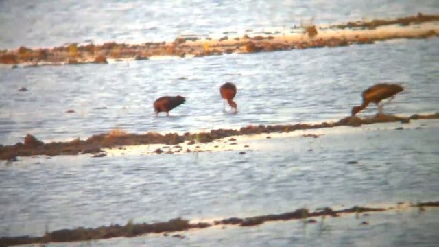 Птицы на рисовых полях Адыгеи смотреть онлайн