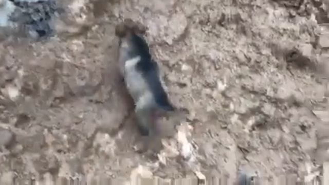 Щенки в Солнцево Парк смотреть онлайн