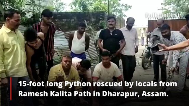 15-foot long Python rescued by locals from Ramesh Kalita Path in Dharapur, Assam смотреть онлайн