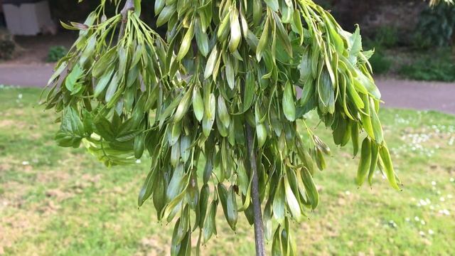 Weeping Ash (Fraxinus excelsior 'Pendula') - samaras - May 2018 смотреть онлайн