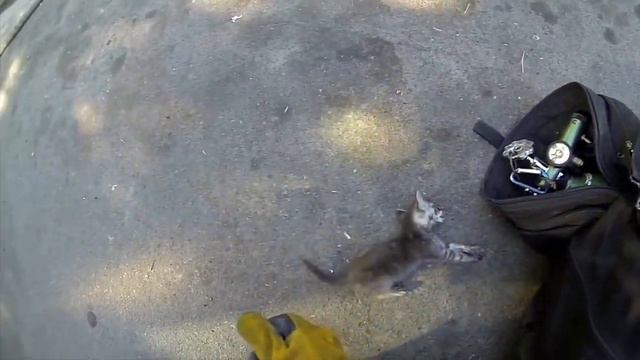 GoPro Fireman Saves Kitten/ Спас котёнка из пожара, герой смотреть онлайн