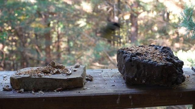 Природа Прикамья - чем кормить птиц и белок? смотреть онлайн