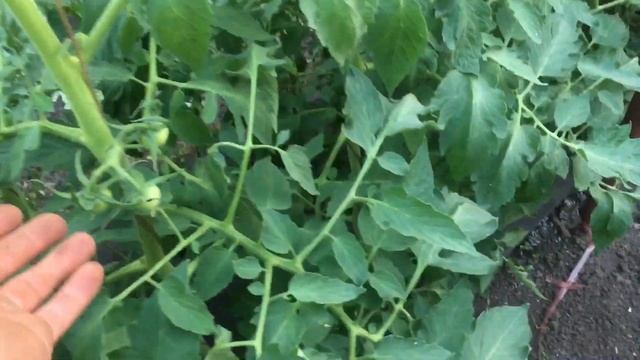 Бычье сердце и другие сортовые помидоры смотреть онлайн