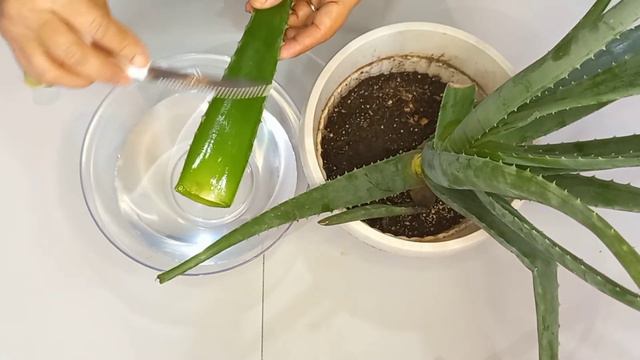 Como retirar a Folha da Babosa (Aloe Vera) e a Aloína corretamente смотреть онлайн
