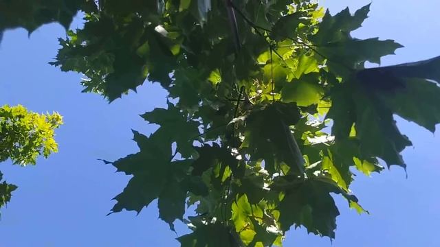 9 июня 2021- ОТДАНИЕ ПАСХИ.Что за праздник? Что нужно делать в этот день? Чем нельзя заниматься? смотреть онлайн