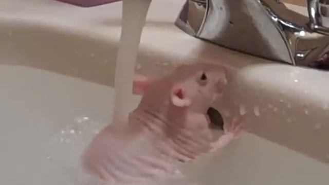 squirrelly splish splash rat смотреть онлайн