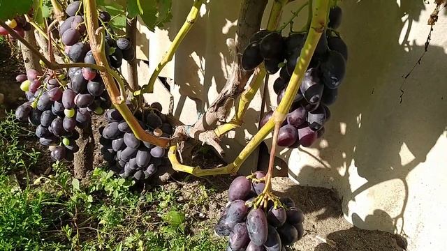 Виноград Алвика и Монарх Сентябрь 2021г. смотреть онлайн