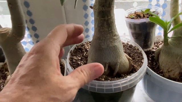 У адениумов, как и у людей, есть проблемы. Анонс грандиозных планов! 21 августа 2023 г. смотреть онлайн