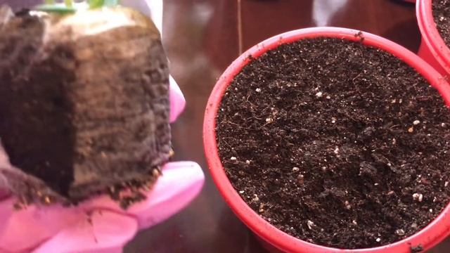 Гербера из семян! Гербере 1 месяц! Перевалка в горшки!