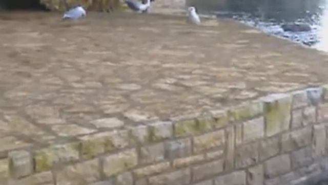 Разборки между чайками в Хорватии смотреть онлайн