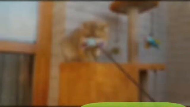 Британские золотые шиншиллы!!Удивительный мир кошек!!Cattery Galeksy!! смотреть онлайн