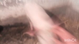 СВИНОВОДСТВО/ПЛАНЫ НА БУДУЩЕ/БУДУ ЗАНИМАТЬСЯ СВИНОВОДСТВОМ